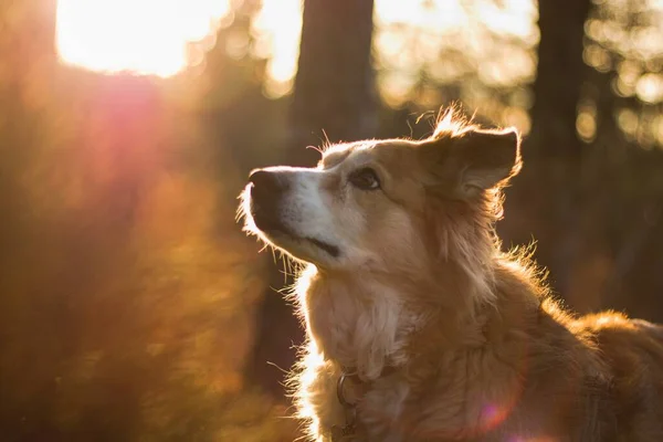 Brązowy Collie Granicy Wschodzie Słońca Lesie — Zdjęcie stockowe