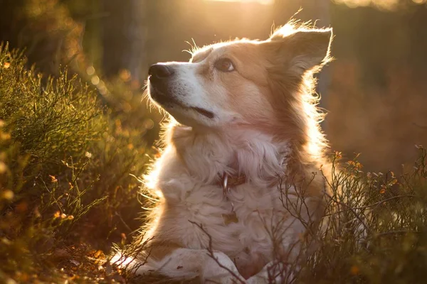 在森林里日出时分的褐色边角牧羊犬 — 图库照片