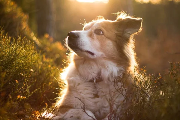Brown Border Collie Sunrise Forest — Stock Photo, Image