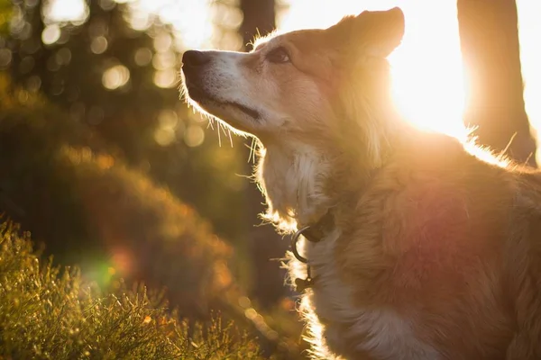 Barna Határ Collie Napkeltekor Erdőben — Stock Fotó