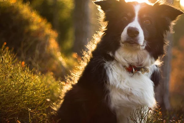 spring portrait of a black and white border collie at orange sunrise