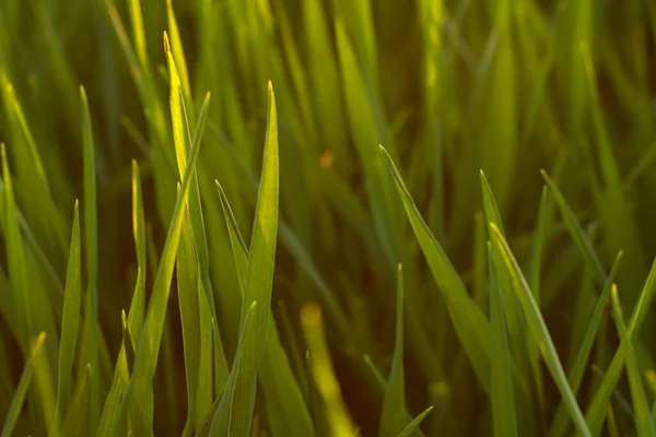 Green Grass Sunbeams Close — Stock Photo, Image