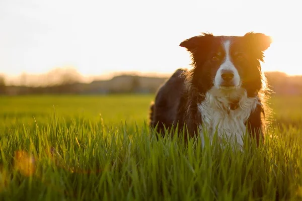 Liggend Zittend Hond Border Collie Een Lenteweide Vol Wild Groen — Stockfoto