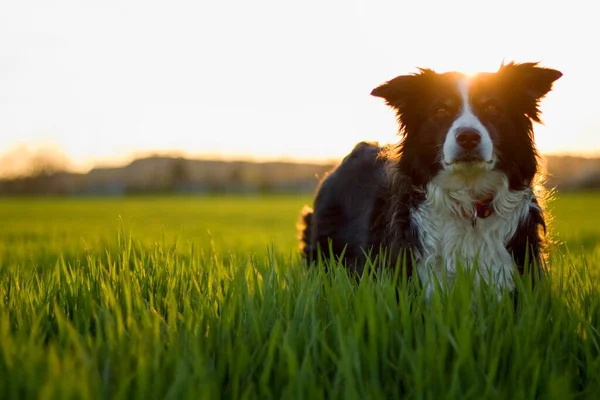 Lying and sitting dog- border collie on a spring meadow full of wild green grass at sunset.