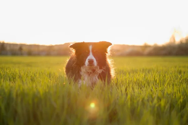 嘘と座って犬 日没時に野生の緑の草でいっぱいの春の牧草地での国境の衝突 — ストック写真