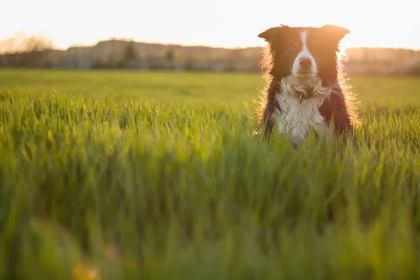 Fekszik Kutya Határ Collie Egy Tavaszi Réten Tele Vad Zöld — Stock Fotó