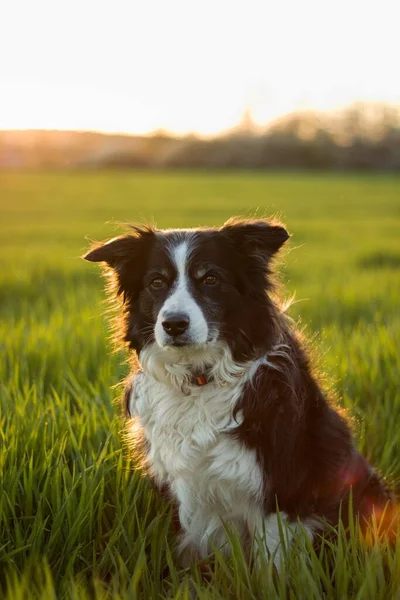Lying and relaxing dog border collie on a spring grassy meadow at sunset