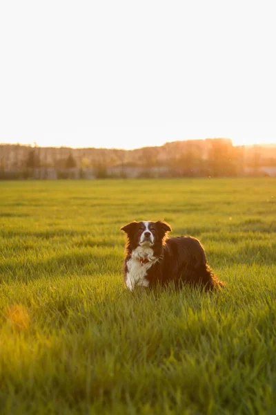 Lying Relaxing Dog Border Collie Spring Grassy Meadow Sunset — Stock Photo, Image