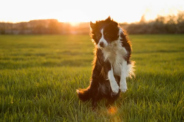 Jumping Border Collie Meadow Green Grass Sunset — Stock Photo, Image