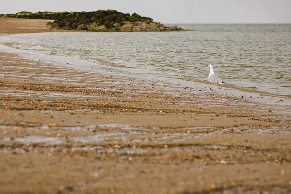 英国沙滩上满是沙子的野生海鸥 — 图库照片