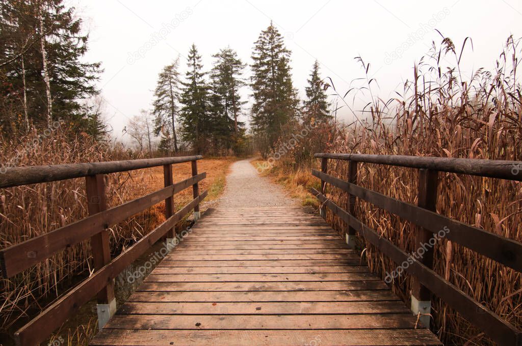 Wooden bridge in the autumn forest