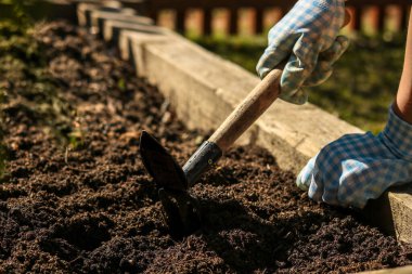Çiçek kompozisyonu. Saksı bitkilerindeki dişi bitkiler güzel bir kompozisyon oluşturur.