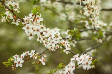 Güzel çiçekli kiraz. Bir bahar günü çiçeklerle dolu bir arka plan. Altın yağmur