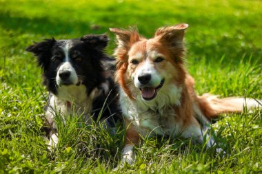 Bir Border Collie otların üzerinde duruyor.