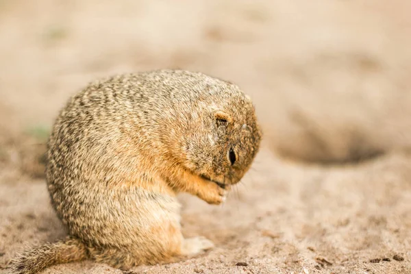 围攻沙地上的松鼠 — 图库照片