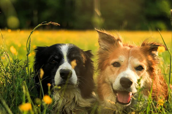 Grens collie bij zonsopgang. Grens collie in de zomer in groene omgeving. — Stockfoto