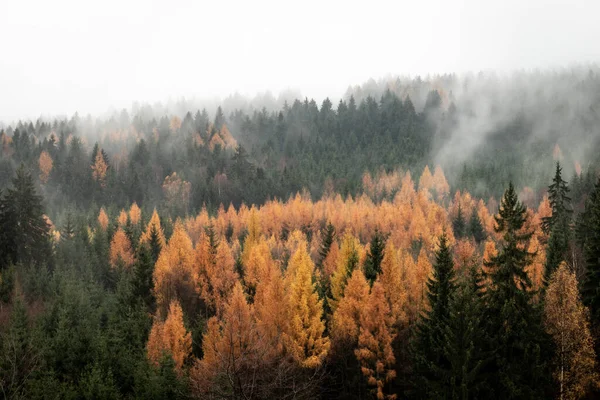 自然の保護区の山の斜面に霧のブナの森. — ストック写真