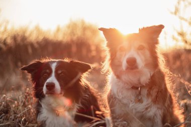 Gün batımında iki sınır köpeği. sarı arka ışık
