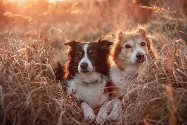 Gün batımında iki sınır köpeği. sarı arka ışık
