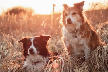 Gün batımında iki sınır köpeği. sarı arka ışık