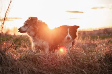 Gün batımında iki sınır köpeği. sarı arka ışık