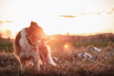Kahverengi kenarlı çoban köpeği gün batımında