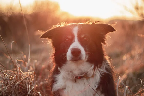 Zwart Wit Grens Collie Poses Voor Portret Buiten Platteland Met — Stockfoto