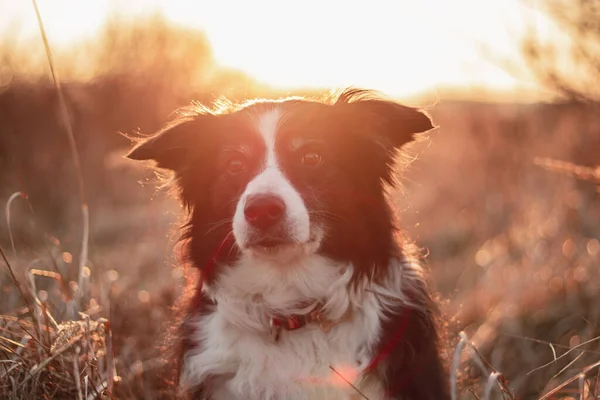 Black White Border Collie Poses Portrait Outdoor Countryside Sunset — 스톡 사진
