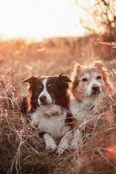 Dwie Graniczne Collie Zachodzie Słońca Żółte Podświetlenie — Zdjęcie stockowe