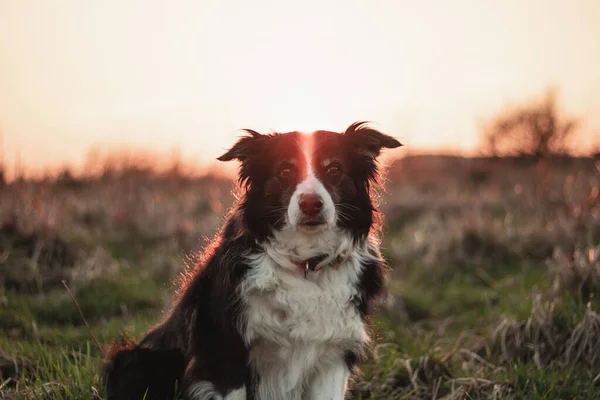 Black White Border Collie Poses Portrait Outdoors Countryside Sunset — Stock Photo, Image