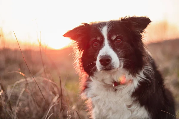 Siyah Beyaz Sınır Collie Dışarda Arkasında Günbatımı Olan Portre Poz — Stok fotoğraf