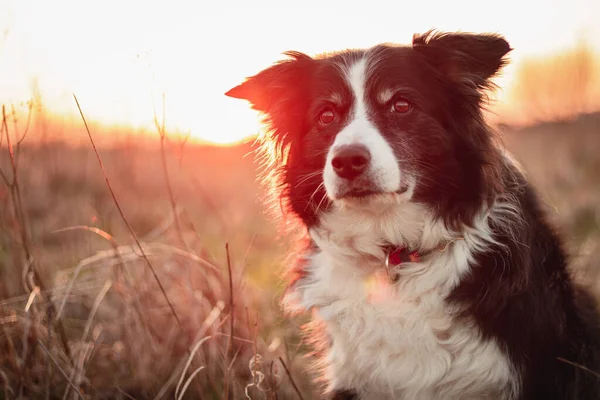 Black White Border Collie Poses Portrait Outdoors Countryside Sunset — Stock Photo, Image
