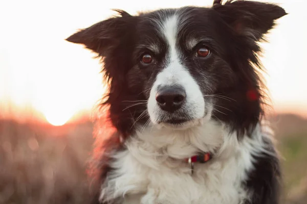 Czarno Białe Collie Graniczne Pozuje Portretu Świeżym Powietrzu Wsi Zachodem — Zdjęcie stockowe