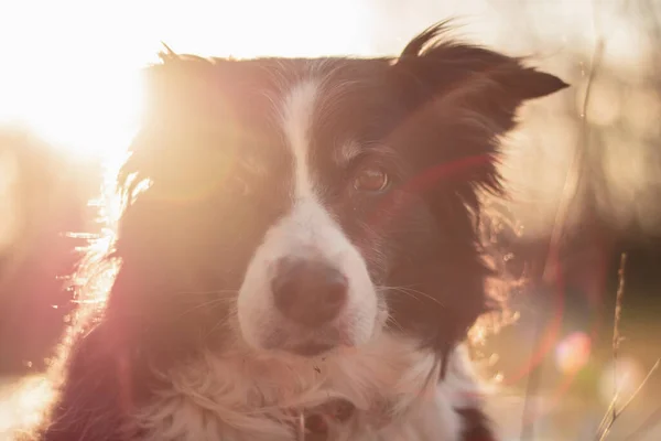 Fekete Fehér Határ Collie Poses Portré Szabadban Vidéki Naplemente Mögött — Stock Fotó