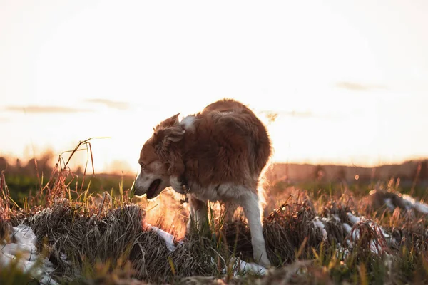 Brown Border Collie Sunset Light — Stock Photo, Image