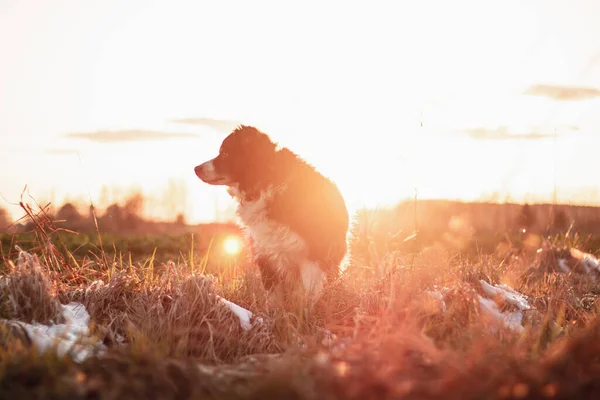 Zwart Witte Hond Rand Collie Verblijf Gras Zonsondergang Herfst — Stockfoto