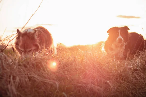 Twee Grenscollies Bij Zonsondergang Gele Achtergrondverlichting — Stockfoto