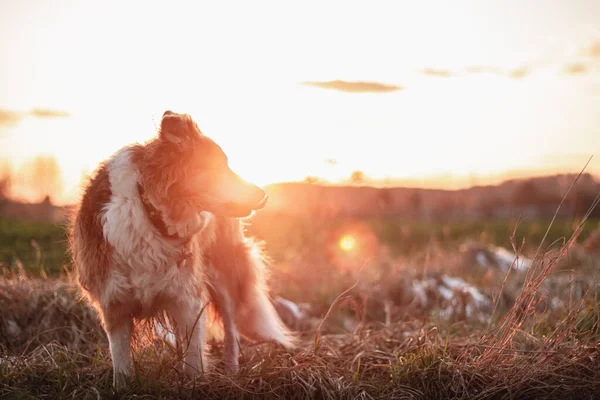 Bruine Rand Collie Bij Zonsondergang Licht — Stockfoto