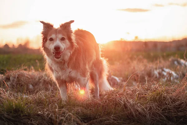 Bruine Rand Collie Bij Zonsondergang Licht — Stockfoto