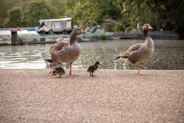 Família Patos Com Patinho Perto Lago — Fotografia de Stock