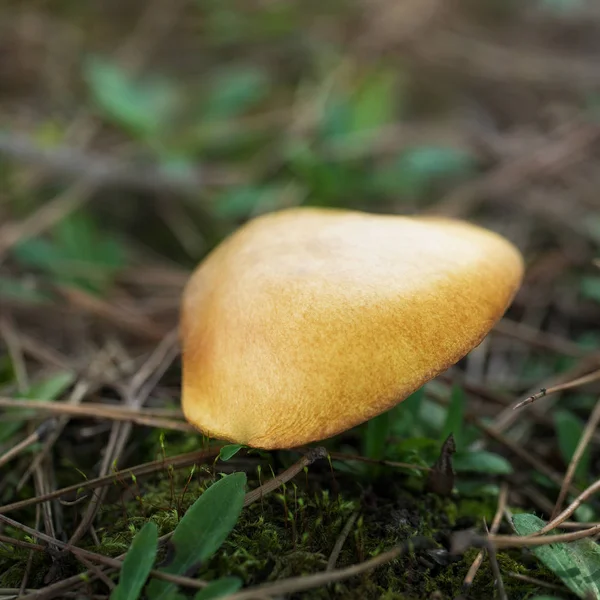 Grande cogumelo suillus na floresta — Fotografia de Stock