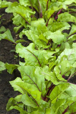 Genç beetroots yaprakları