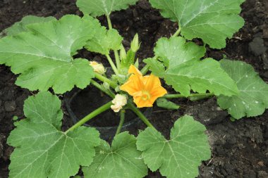 Kabak çiçekleri organik bahçede çiçek açmış.
