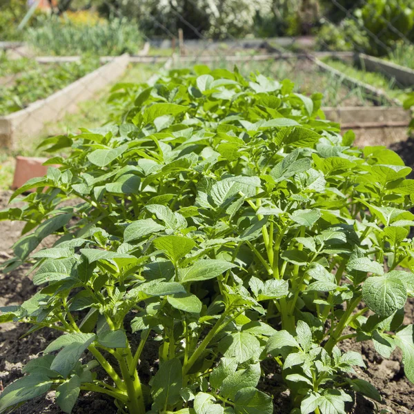 Field of green potato bushes — Stock Photo, Image