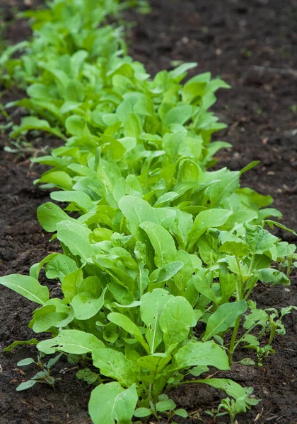 Organic radish planting — Stock Photo, Image