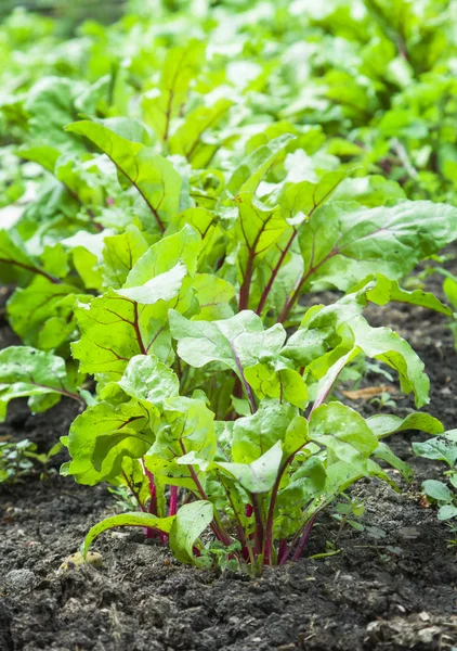Young beetroots leaves — Stock Photo, Image
