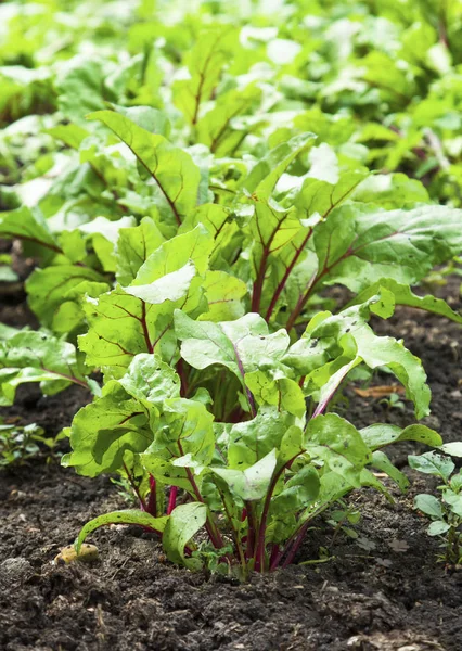 Genç beetroots yaprakları