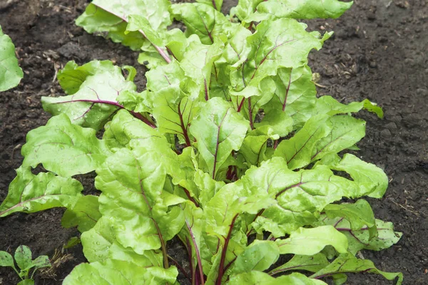 Young beetroots leaves — Stock Photo, Image