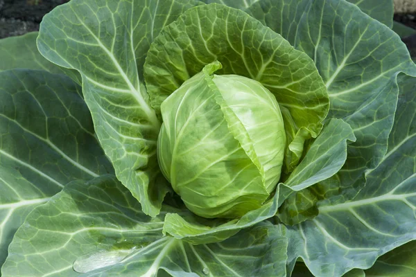 Close-up van verse kool groente in veld Rechtenvrije Stockafbeeldingen