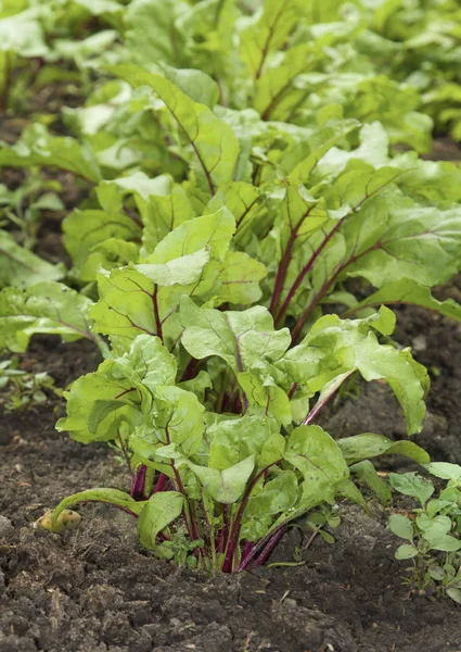 Young beetroots leaves — Stock Photo, Image